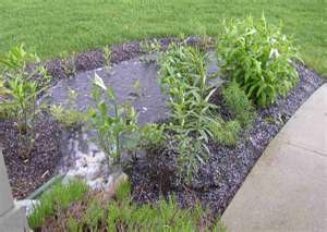 Rain Garden