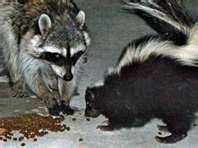 Skunk & Raccoon.jpg